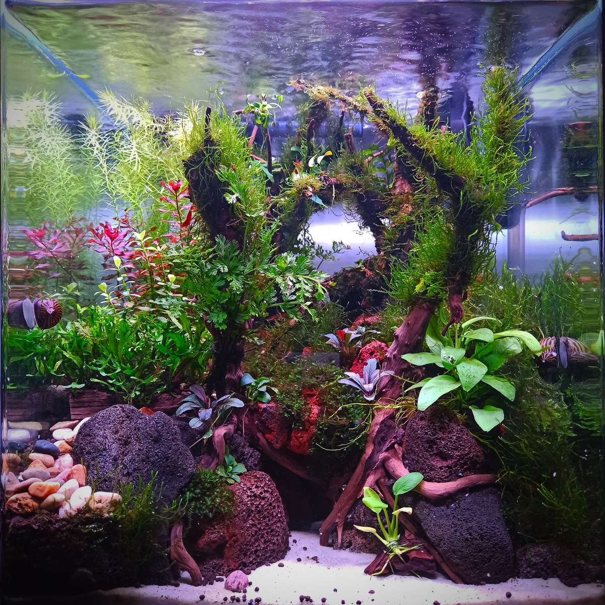 Smarter Aquarium with Home Assistant Precise Control Over Your Light